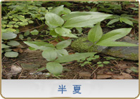 半夏