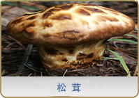 松茸