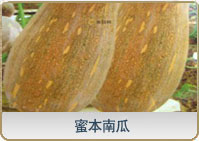 蜜本南瓜